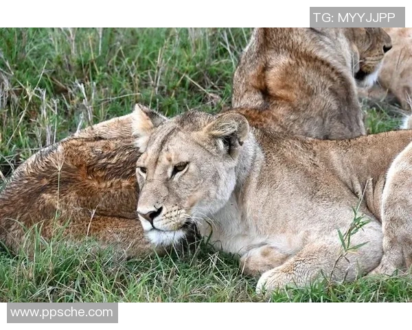 阿特拉斯与美洲狮的巅峰对决谁将赢得这场精彩较量